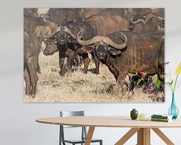 Afrikaanse bizons op de grasvlaktes in Kenia
