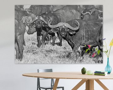 Afrikaanse bizons op de grasvlaktes in Kenia in zwart wit
