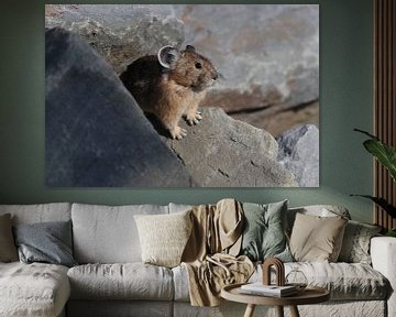 Pika Glacier National Park Montana USA sur Frank Fichtmüller