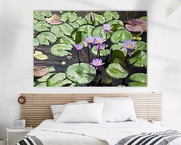 Purple water lilies sur Arie Storm