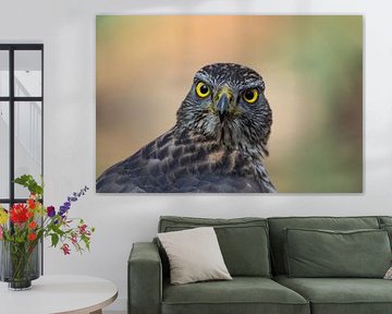 Hawk