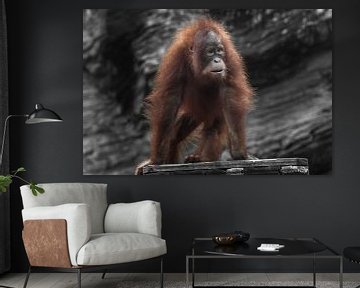 Verraste jonge orang-oetan met weelderig rood haar op vier poten foto
