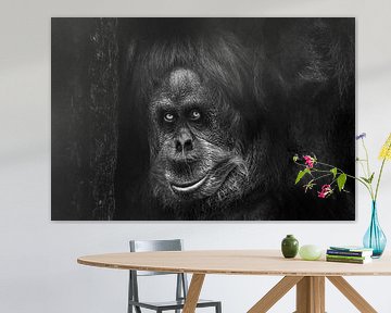 portret van een orang-oetan met een enge blik als een Bigfoot dichtbij een boom, zwart-witfoto, zwar van Michael Semenov