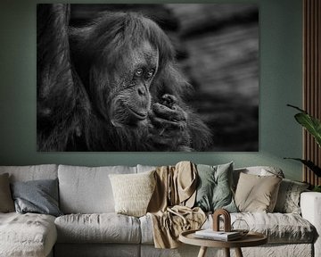 Orang-Utan-Weibchen schaut bescheiden, aber schlau Porträt im Profil kontrastierenden Schwarz-Weiß-F von Michael Semenov
