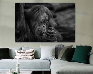 Orang-oetan vrouwtje kijkt bescheiden maar sluw portret in profiel contrasterende zwart-wit foto Kal van Michael Semenov