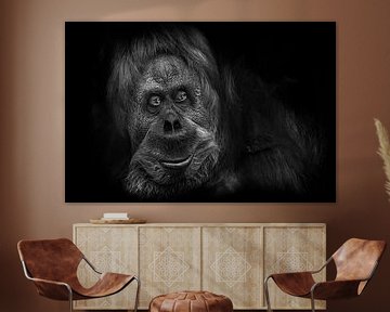 Portrait d'un orang-outan ressemblant à un gentil Bigfoot compréhensif isolé sur fond noir, photo no sur Michael Semenov