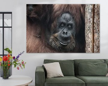 The head of a female orangutan leaned against a dry trunk, an ironic smile Calm and smart orangutan  by Michael Semenov