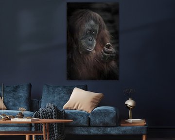 The sly inviting look of an orangutan half-turned at you, thought and cunning, dark edges of the pho by Michael Semenov