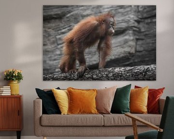 Een tiener orang-oetan loopt op een boomstam vastberaden en een jonge weelderige vacht