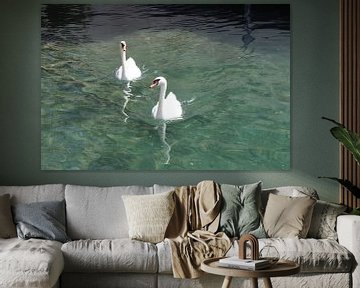 Swans by Marvin Taschik