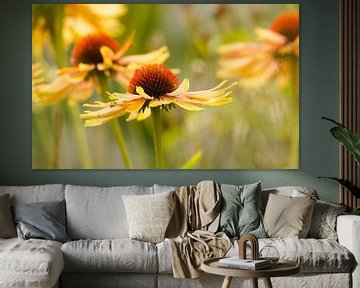 Gele zonnehoed van Sara in t Veld Fotografie