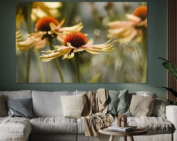 Zonnehoed van Sara in t Veld Fotografie