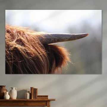Close-up horn Scottish highlander