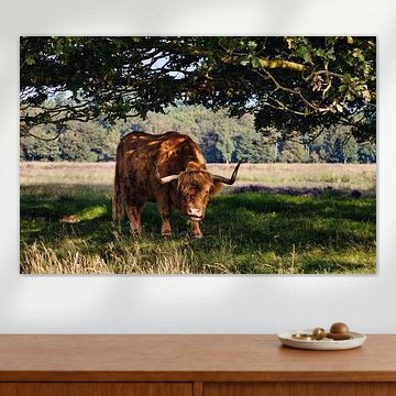 The Scottish Highlander