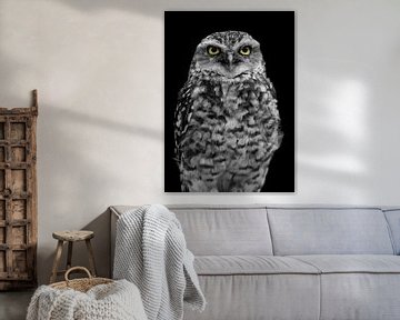 Hibou édité en noir et blanc avec les yeux en couleur sur Patrick van Bakkum