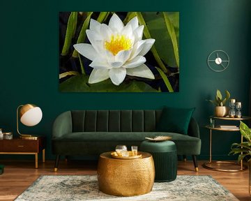 White water lily by Anjo ten Kate