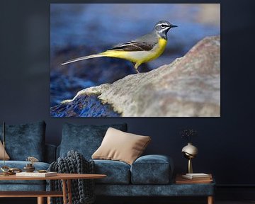 Grey Wagtail in spring
