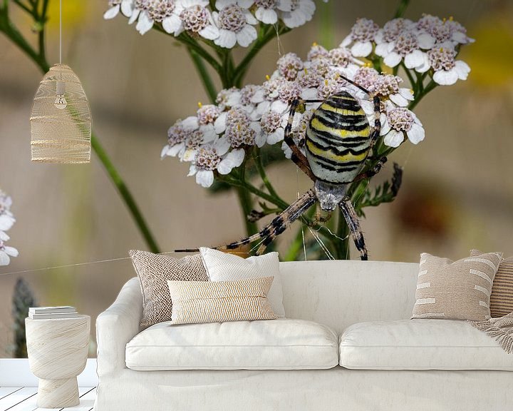 Beispiel fototapete: Die Wespenspinne (Argiope bruennichi) von Anjo ten Kate