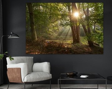 Sunrise in the Lage Vuursche