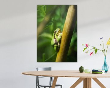 Hallo Kermit! von Loris Photography