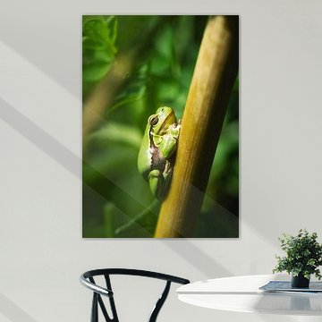 Hallo Kermit! von Loris Photography