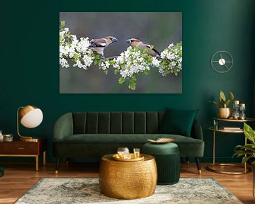 Apfelfinken im Weißdorn von Ina Hendriks-Schaafsma
