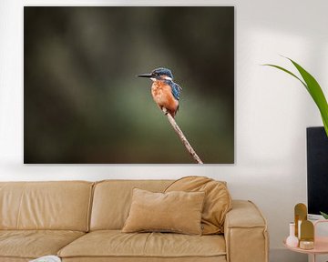 Martin-pêcheur sur une branche dans un portrait de la nature néerlandaise