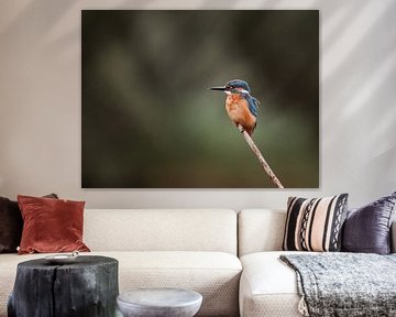 IJsvogel op tak in Nederlandse natuur portret