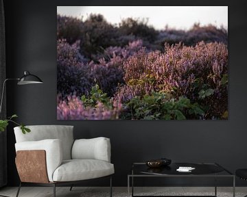Purple heather