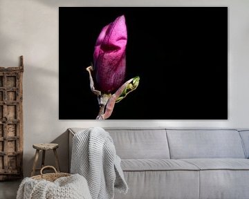 Knop van een magnolia tegen een zwarte achtergrond van Ulrike Leone