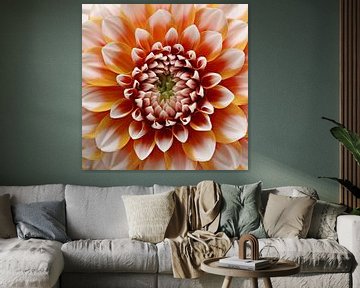 Dahlia 'Tangerine Dream sur Paul Heijmink