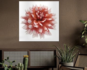 Dahlia 'Orange Duet sur Paul Heijmink