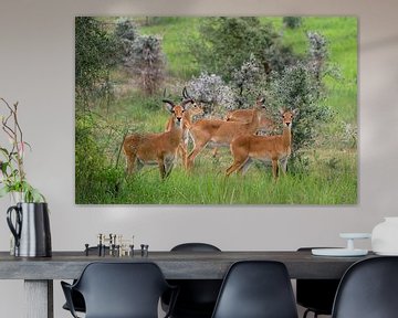 Uganda grass antelope (Kobus thomasi), National Parks of Uganda by Alexander Ludwig