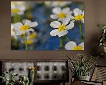 water crowfoot by Karin Jähne