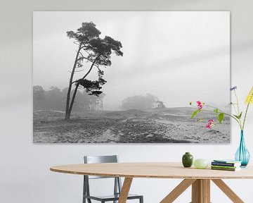 Mistige dag, Wekeromse zand, Nederland, Mono van Imladris Images