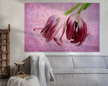 Tulpen kopfüber von Roswitha Lorz