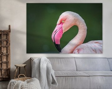 Flamingo van Carin IJpelaar