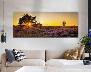 Panorama blooming heathland during sunset by Hilda Weges