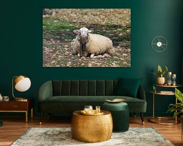 Ontspannen schapen in de wei van cuhle-fotos
