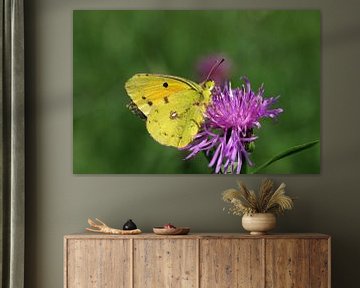 Gele vlinder op roze bloesem van cuhle-fotos