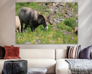 Bighorn Sheep Glacier National Park Montana USA van Frank Fichtmüller