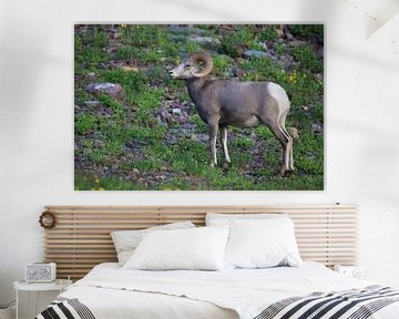 Bighorn Sheep Glacier National Park Montana USA van Frank Fichtmüller