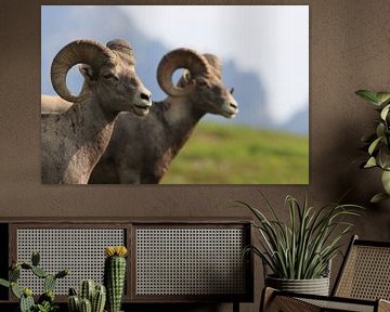 Bighorn Sheep Glacier National Park Montana USA van Frank Fichtmüller
