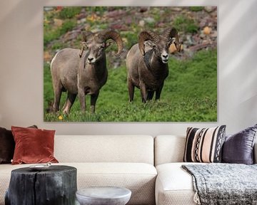 Bighorn Sheep Glacier National Park Montana USA van Frank Fichtmüller