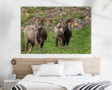 Bighorn Sheep Glacier National Park Montana USA van Frank Fichtmüller