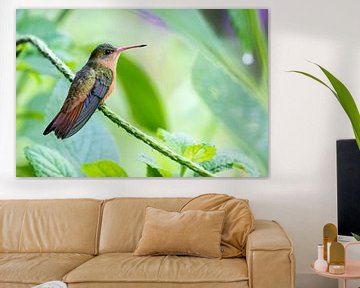 Cinnamon Hummingbird van RobJansenphotography