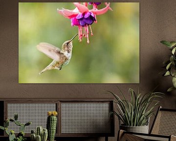 Schillernder Kolibri mit Fuchsia-Blüte von RobJansenphotography