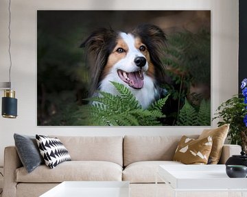 Border collie tussen de varens van Kim van Beveren