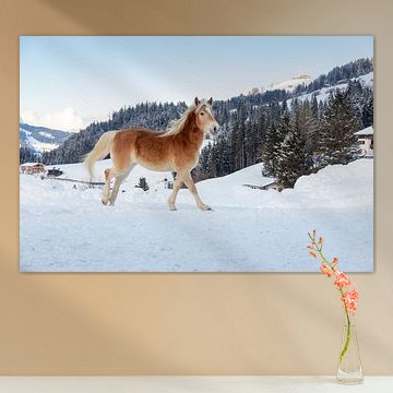 Pferd im Schnee in Österreich