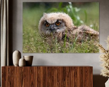 Owl by Michelle Peeters